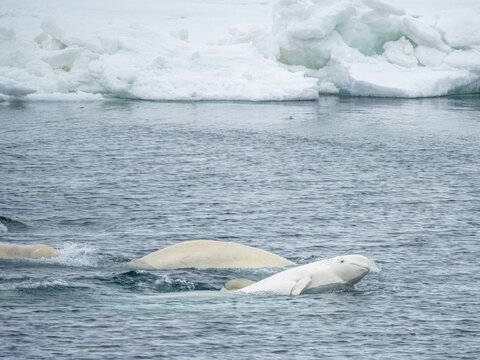 A small pod of beluga whales (Delphinapterus leucas), consisting of several males and one lone female mating, Svalbard