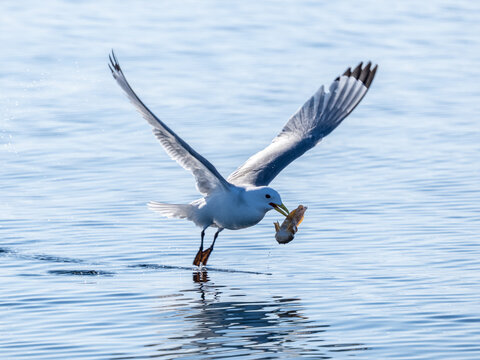 Adult black-legged kittiwake (Rissa tridactyla) with a fish on the water in Storfjord, Svalbard