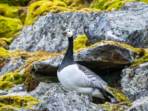 An adult barnacle goose (Branta leucopsis) on a hillside in Signehamna, Spitsbergen, Svalbard