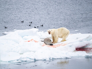 An adult male polar bear (Ursus maritimus) with a bearded seal kill on an ice floe in Storoya, Svalbard