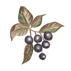 Branch of red berries illustration clipart