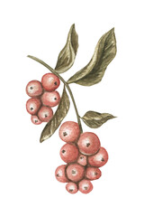 Obraz premium Branch of red berries illustration clipart