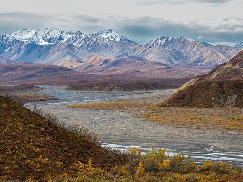 Fall color change amongst the trees and shrubs in Polychrome Pass in Denali National Park
