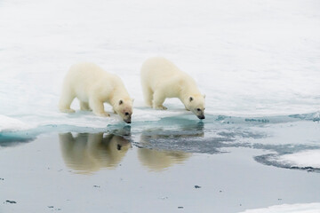 Polar bear (Ursus maritimus) cubs on an ice floe in the fog in Davis Strait, Nunavut, Canada