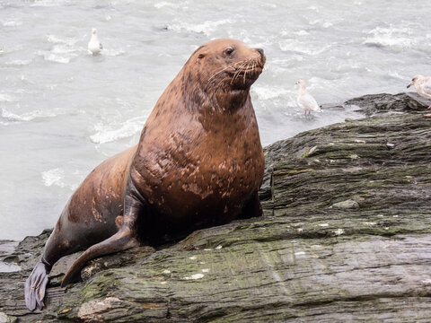 Adult bull Steller sea lion (Eumetopias jubatus), territorial display at the Solomon Gulch Hatchery, Valdez