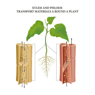 Vascular bundles of the plant stem