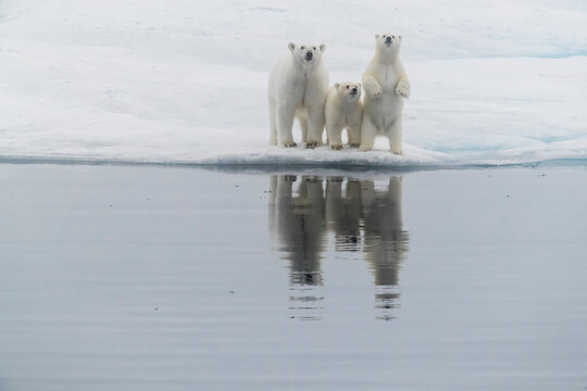 Polar bear (Ursus maritimus), mother and two cubs on an ice floe in the fog in Davis Strait, Nunavut, Canada