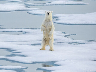 A curious young male polar bear (Ursus maritimus) standing up on the sea ice near Somerset Island, Nunavut, Canada