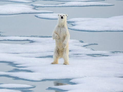 A curious young male polar bear (Ursus maritimus) standing up on the sea ice near Somerset Island, Nunavut, Canada