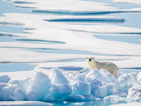 Adult polar bear (Ursus maritimus) in 10/10ths pack ice in McClintock Channel, Northwest Passage, Nunavut, Canada