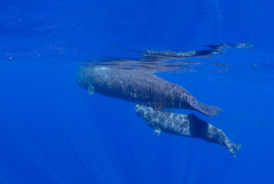 A Mother And Calf Sperm Whale (Physeter Macrocephalus) Swimming Underwater Off The Coast Of Roseau, Dominica, Windward Islands, West Indies