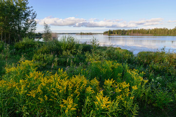 Wild goldenrod (Solidago) flowers in summer at Astotin Lake, Elk Island National Park, Alberta, Canada