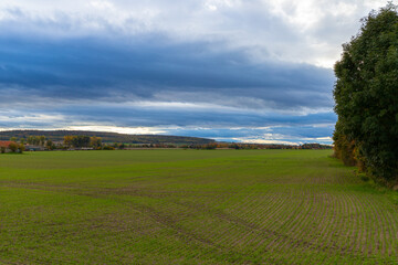 Group of autumn trees in front of a field