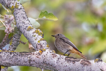 female Black Redstart perched on a tree branch