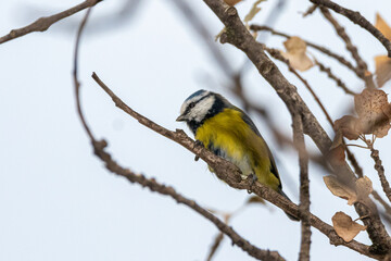 Eurasian Blue Tit perched on a tree branch