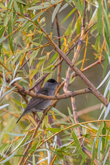 Eurasian Blackcap perched on a tree branch