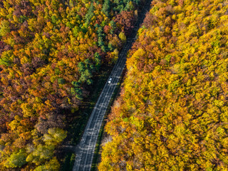 Autumn Aerial View. Top Down View of Autumn Forest with Green and Yellow Trees. 