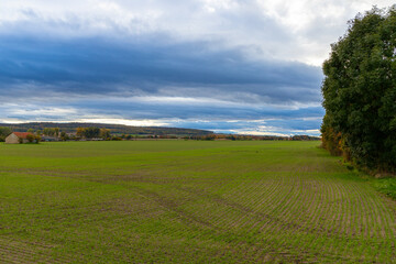 Fototapeta na wymiar Group of autumn trees in front of a field