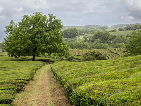 Path leading toward a big nut tree in the middle of the tea plantation Cha Gorreana in Sao Miguel, Azores Islands, Atlantic