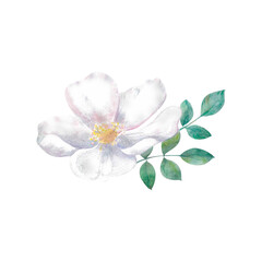 Fototapeta premium Rose hip Painted by hand in watercolor. Designed for advertising, printing, web, beauty studios, fitness centers, women's clubs