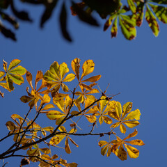 AUTUMN TREE - Colorful chestnut leaves against the blue sky
