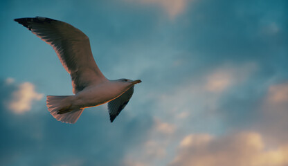 seagull in flight