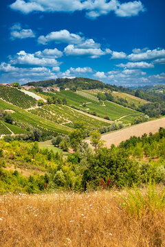 Hills and vineyards in the summer season, Bobbio, Piacenza district, Emilia Romagna, Italy