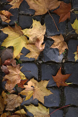 autumn leaves on fall. High quality photo