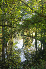 Fototapeta na wymiar Reflets des arbres et feuillages sur la rivière