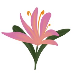 Illustration with one pink flower. Summer. Spring. Tropical flower.