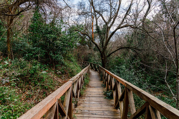 wooden walking path in a tropical forest
