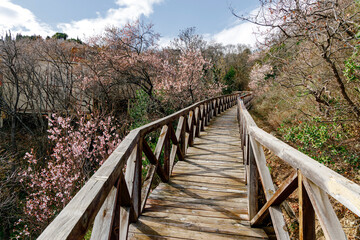 Fototapeta premium wooden walking path in a tropical forest 