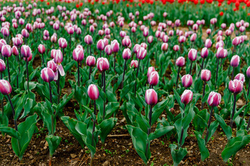 beautiful and colorful pink, white tulips with green leaves in a meadow in the netherlands in april