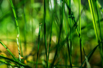 Sunlight breaks through the stems of green grass in the morning, dew drop on green grass, natural background image
