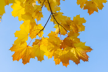 Autumn maple leaves on a blue sky background