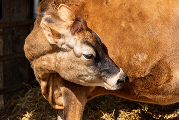 Portrait of a Calf at a Farm