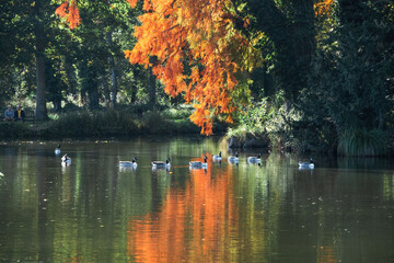 Reflets rouges et dorés d'automne sur l'eau du Lac