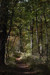 a walk through Monkwood in Worcestershire during autumn