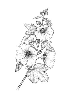 A black and white ink drawing of Hollyhocks flower