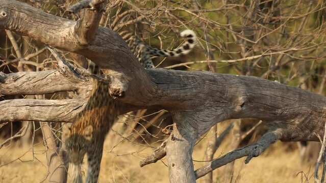A beautiful leopard in a fallen tree looks to the camera before hopping down, Khwai Botswana.