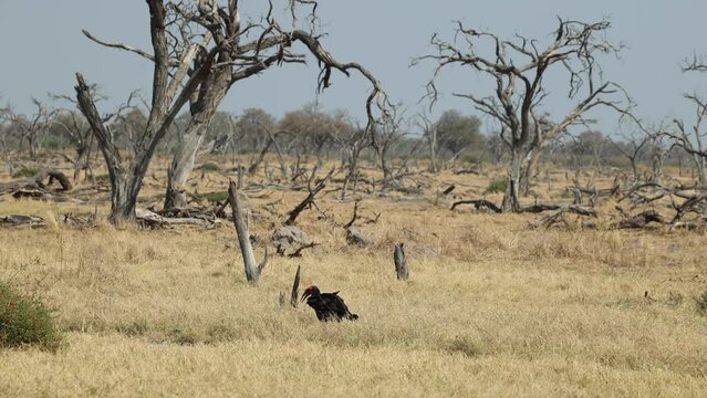 Wide angle clip of one ground hornbill foraging near a dead tree forest in Khwai, Botswana.