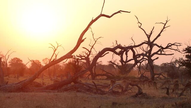 A herd of relaxed impalas grazing in a dead tree forest at sunset, Khwai Botswana.