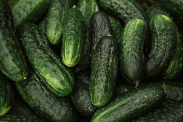 background of fresh green food farm cucumbers