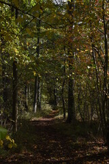 a walk through Monkwood in Worcestershire during autumn