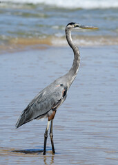great blue heron ardea cinerea by the sea