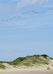 Pelicans flying over the beach
