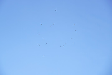 A flock of egrets flew away from the shoals in the clear blue sunset sky on a winter day.