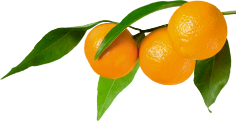 Oranges on the branch