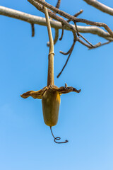 Pain de singe ou fruit du baobab africain