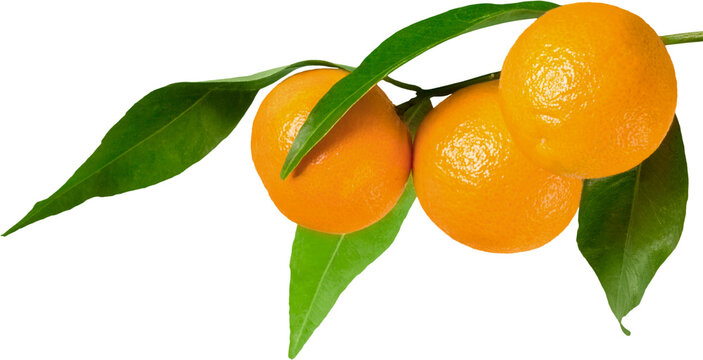 Oranges on the branch